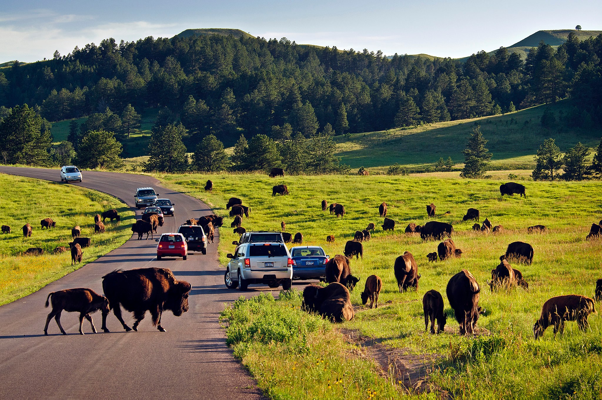 Custer State Park