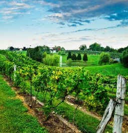 Vineyard rows during the day