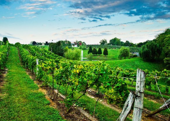 Vineyard rows during the day