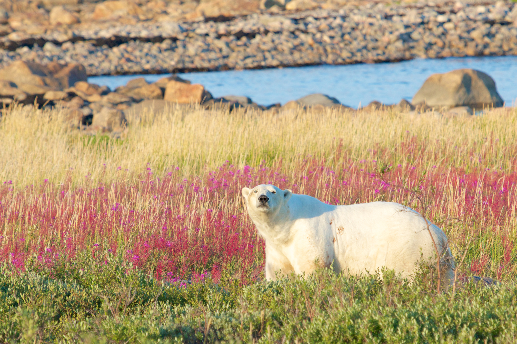 Canadian Polar Bear walking in the colorful arctic tundra of the Hudson Bay near Churchill, Manitoba.