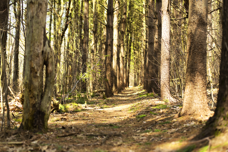 Topsmead State Forest, Litchfield