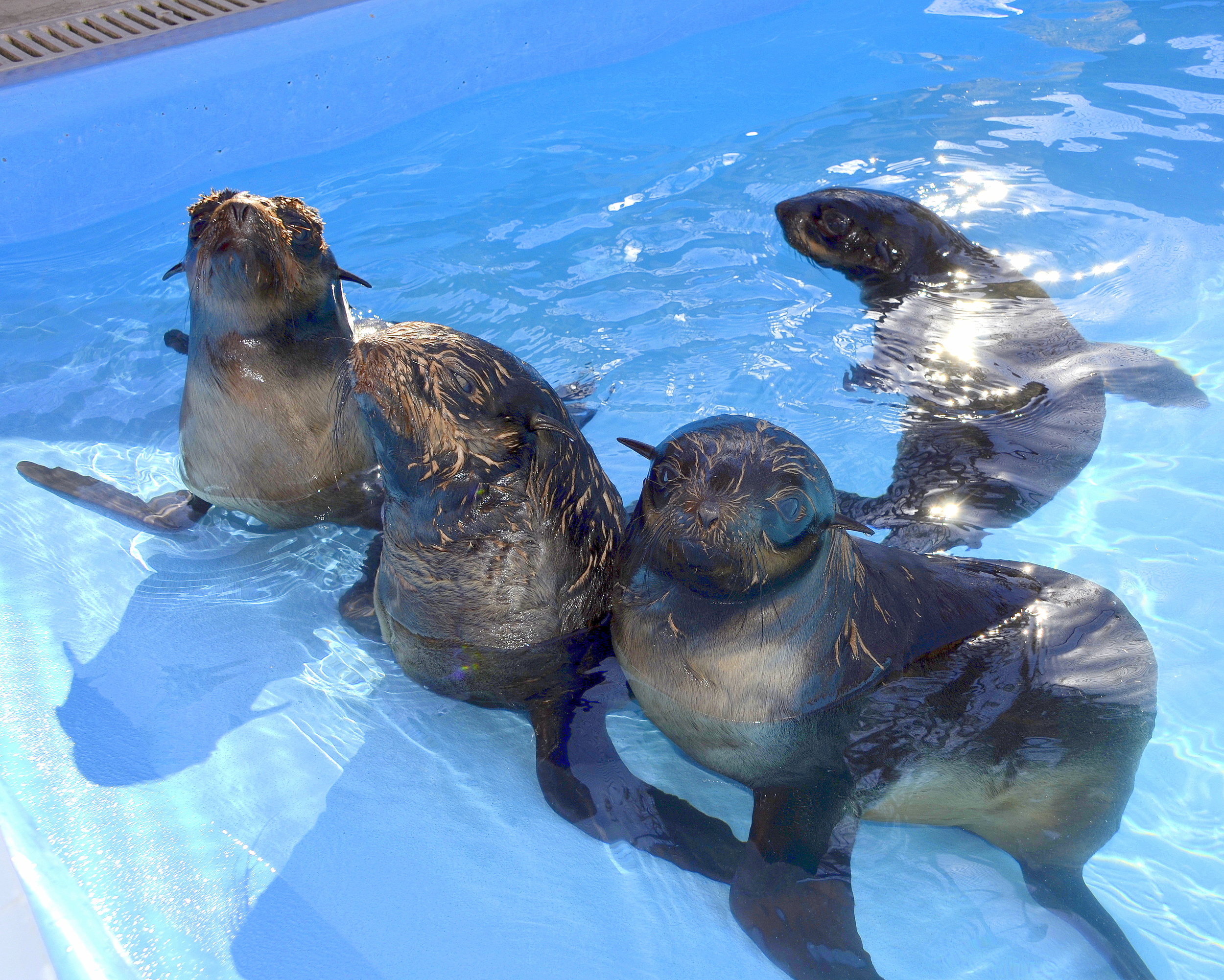 View rescued sea lions and seals at Pacific Marine Mammal Center