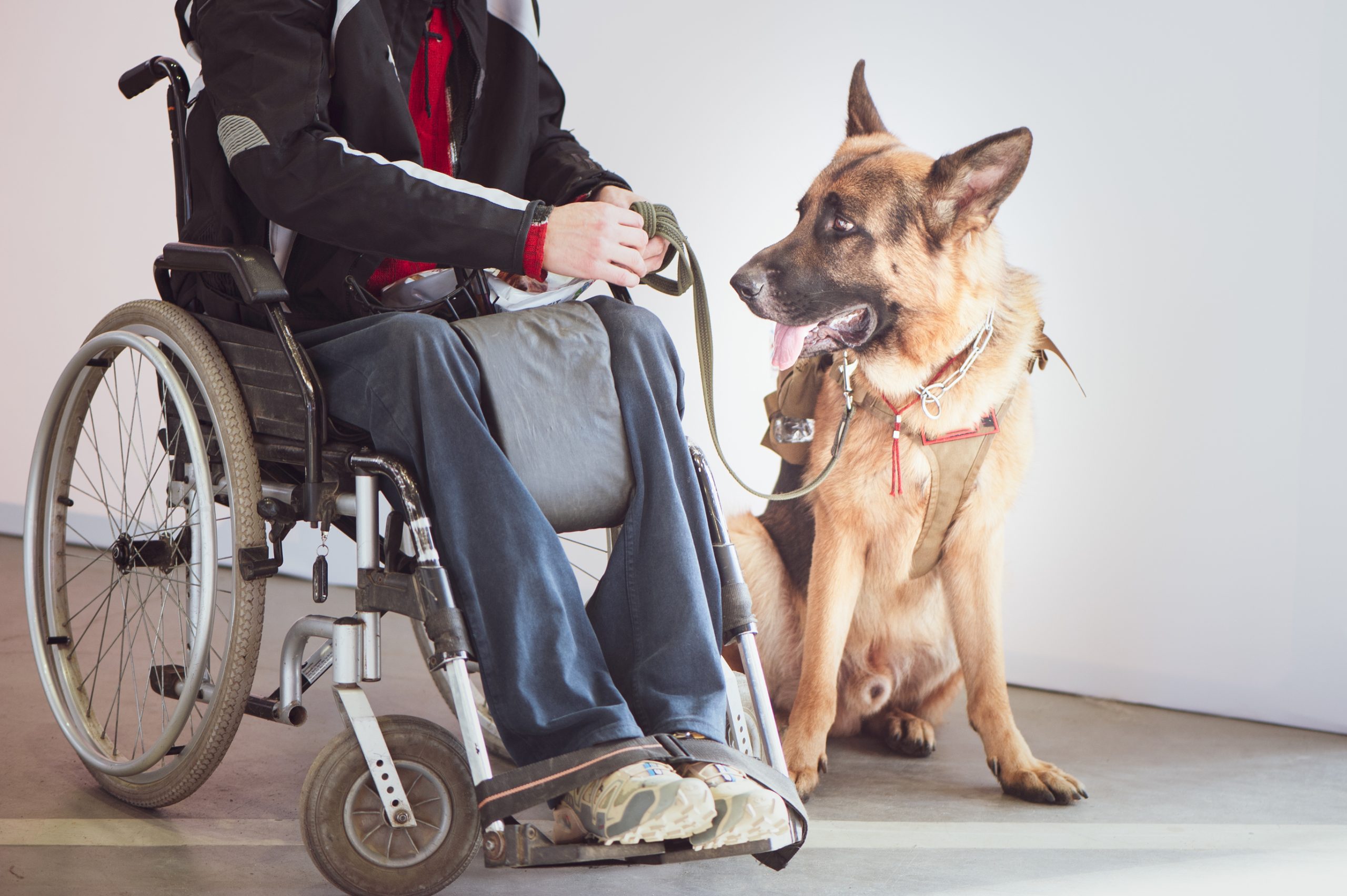 German Shepherd Service Dog