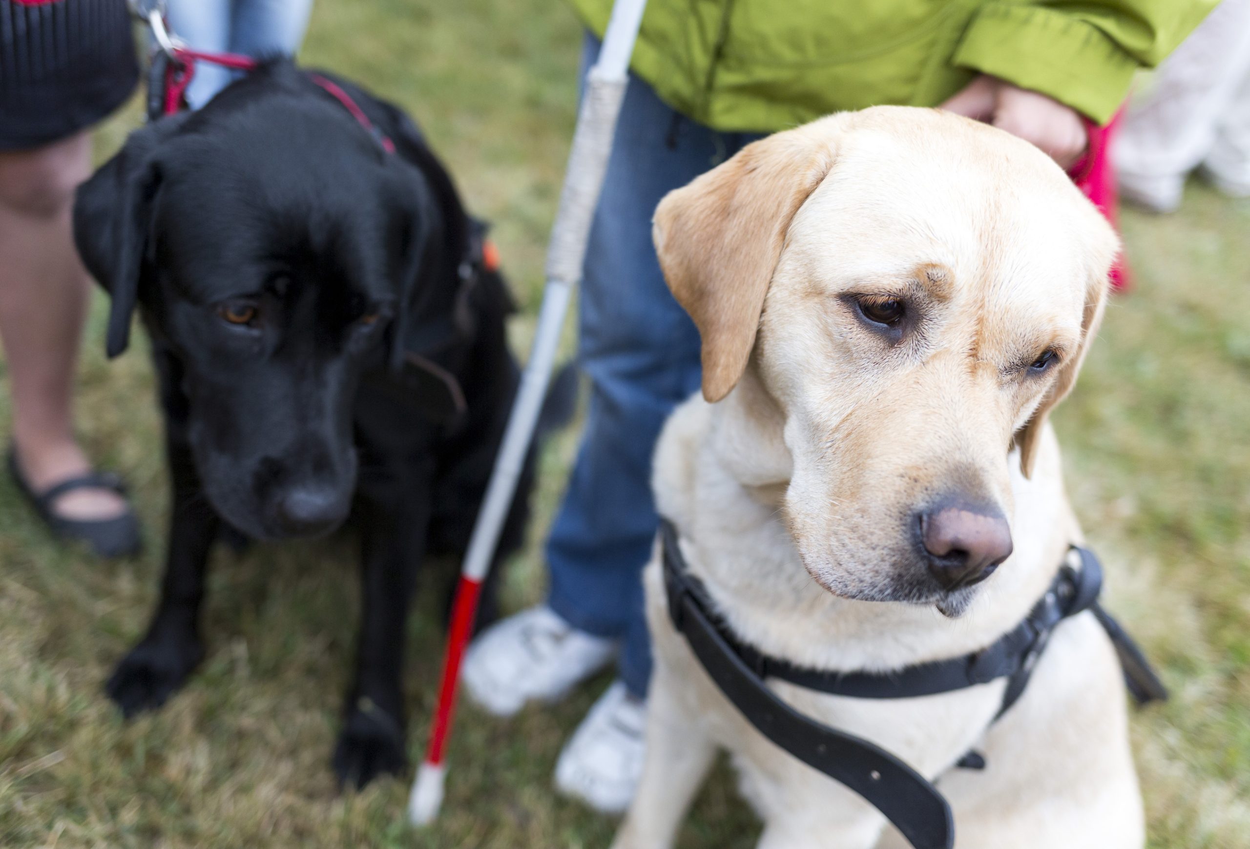 Labrador Guide Dogs