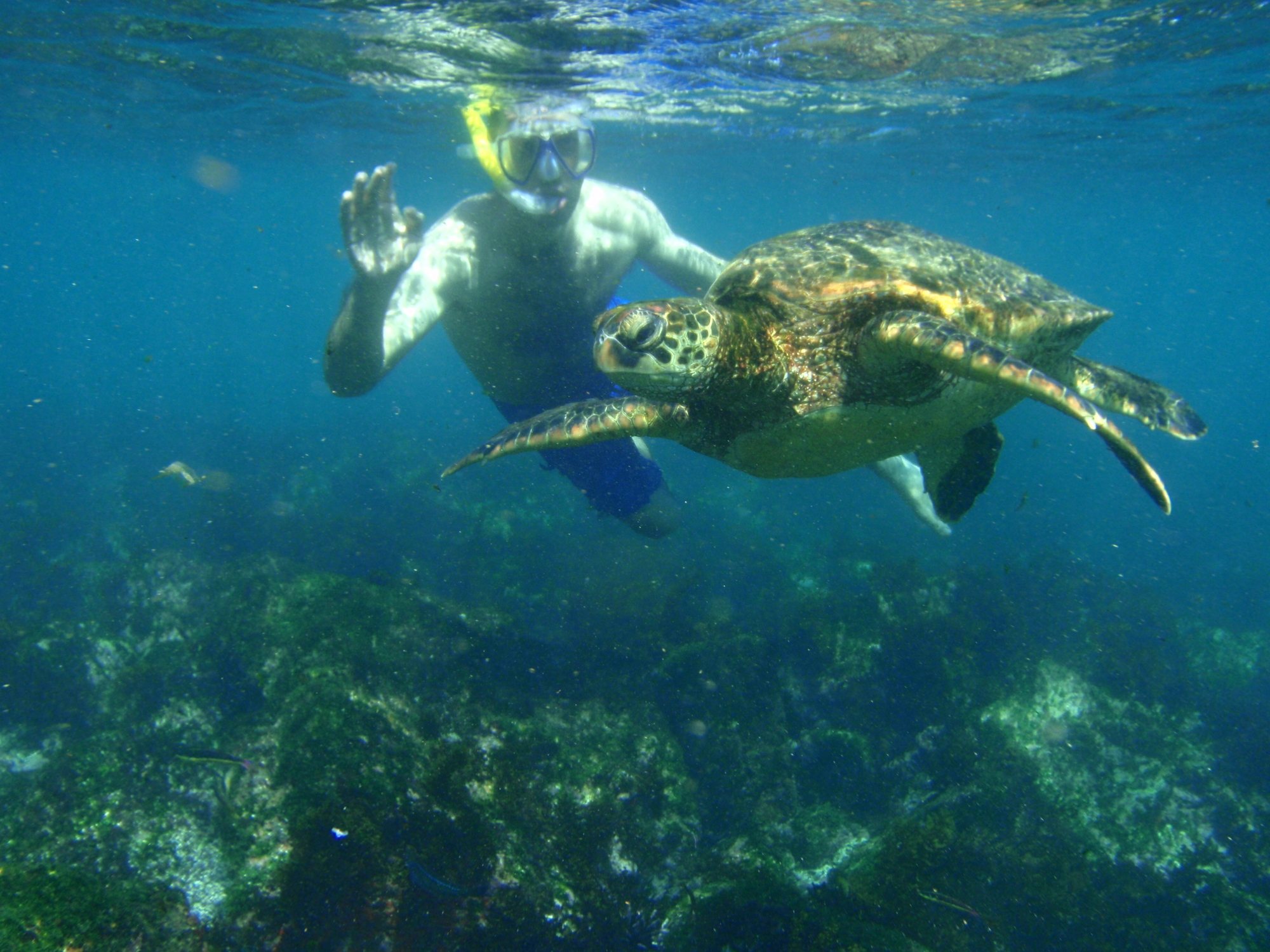 snorkeling with a sea turtle, Galapagos 