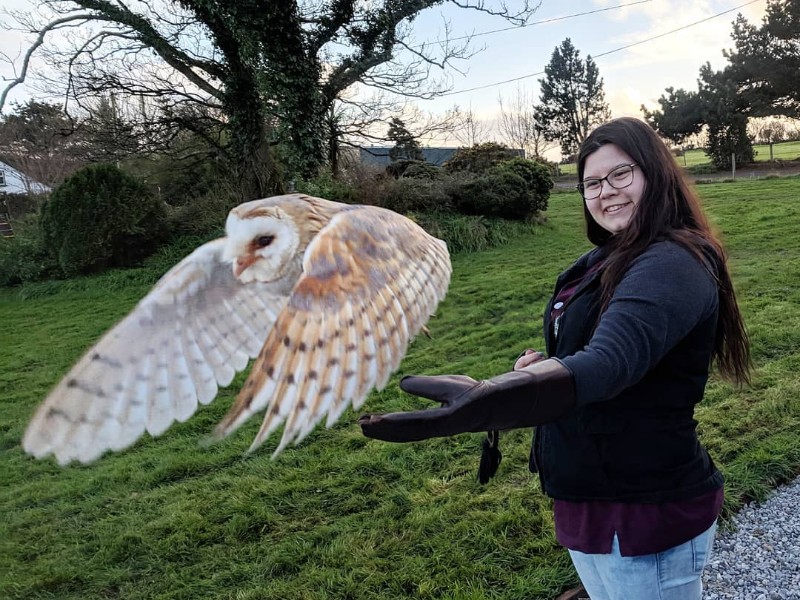 Dingle Falconry Experience