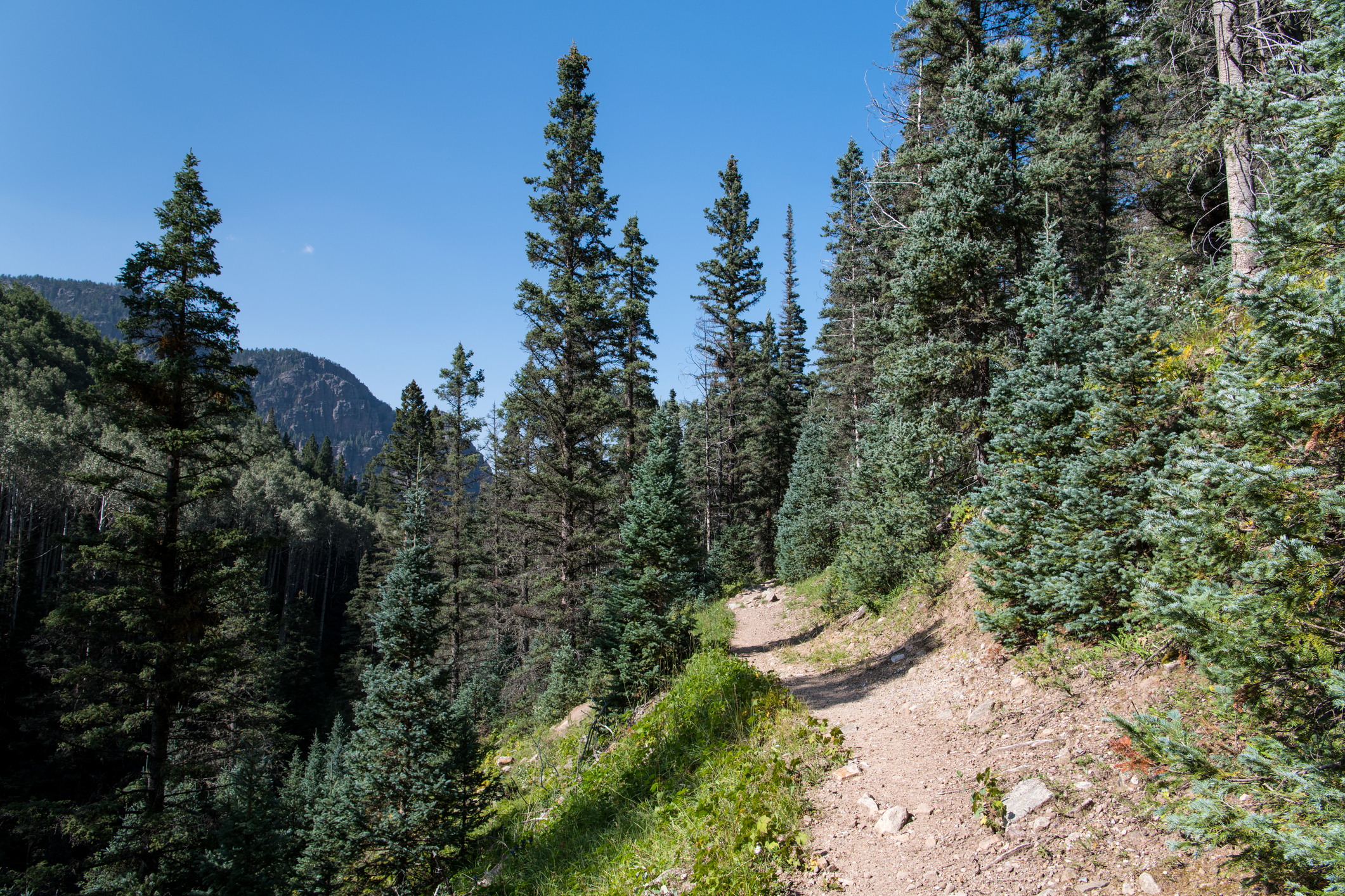 Trail through the Sangre de Cristo Mountains in New Mexico`s Pecos Wilderness