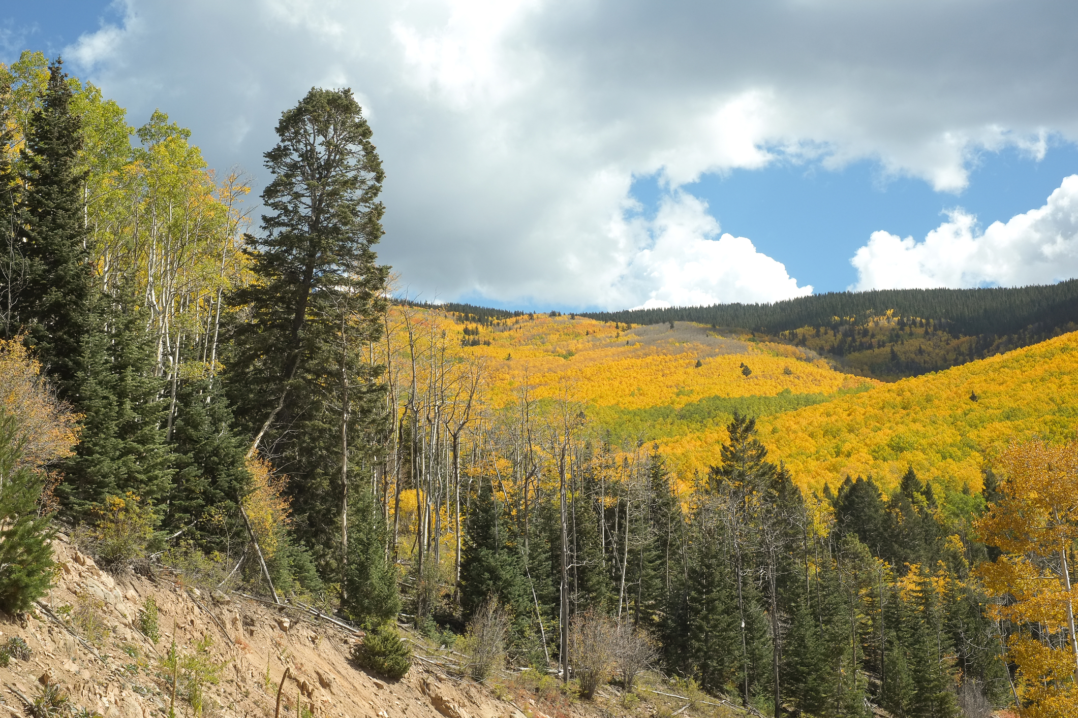 Landscape of golden aspens turning in the autumn in Santa Fe National Forest 