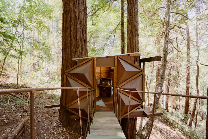 Floating high in the branches of the magical Redwood forests 