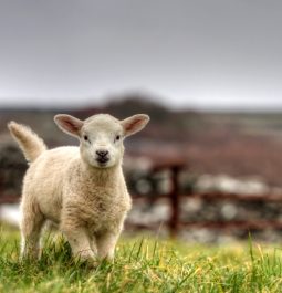 adorable lamb