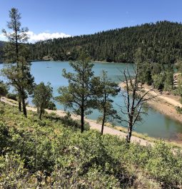 Take among trees in NM