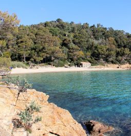 View of the beach with a pine forest