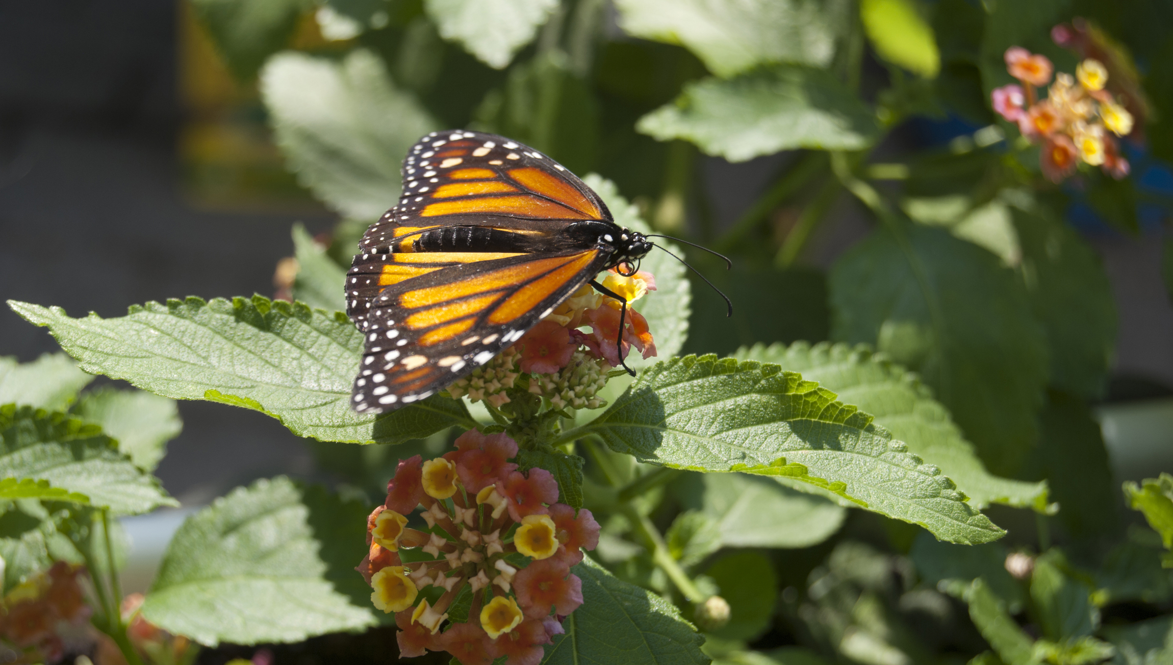 Butterflies are natural wonders for visitors of any age