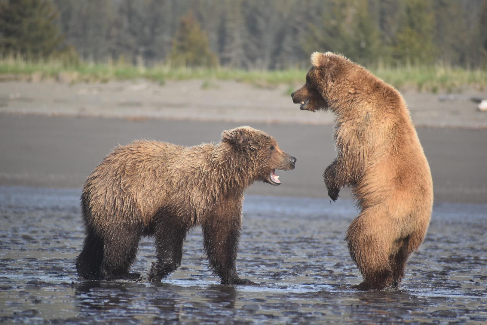 Young grizzly bear brothers, Lake Clark National Park, Alaska