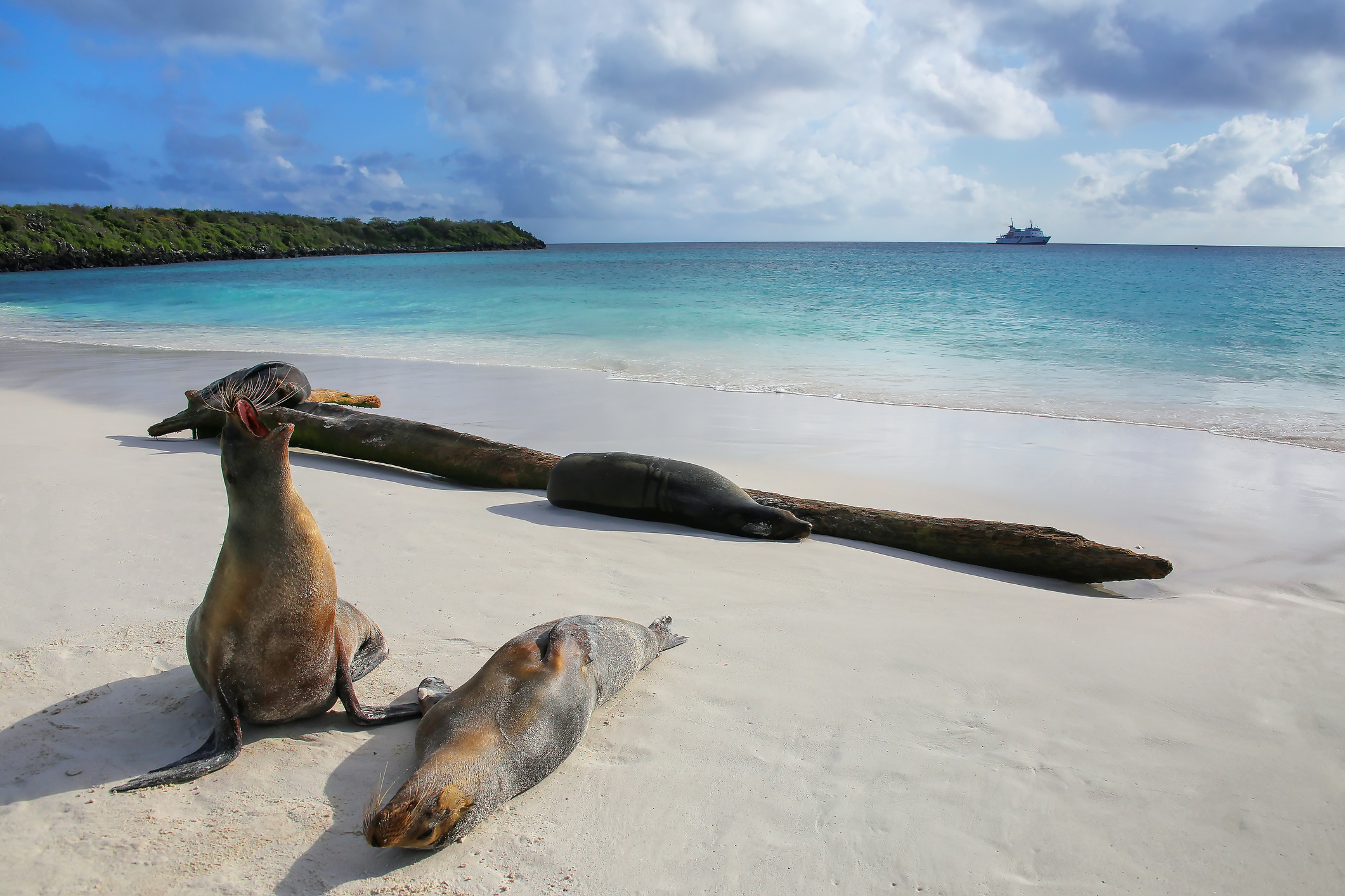 Galapagos sea lions on the beach at Gardner Bay, Espanola Island