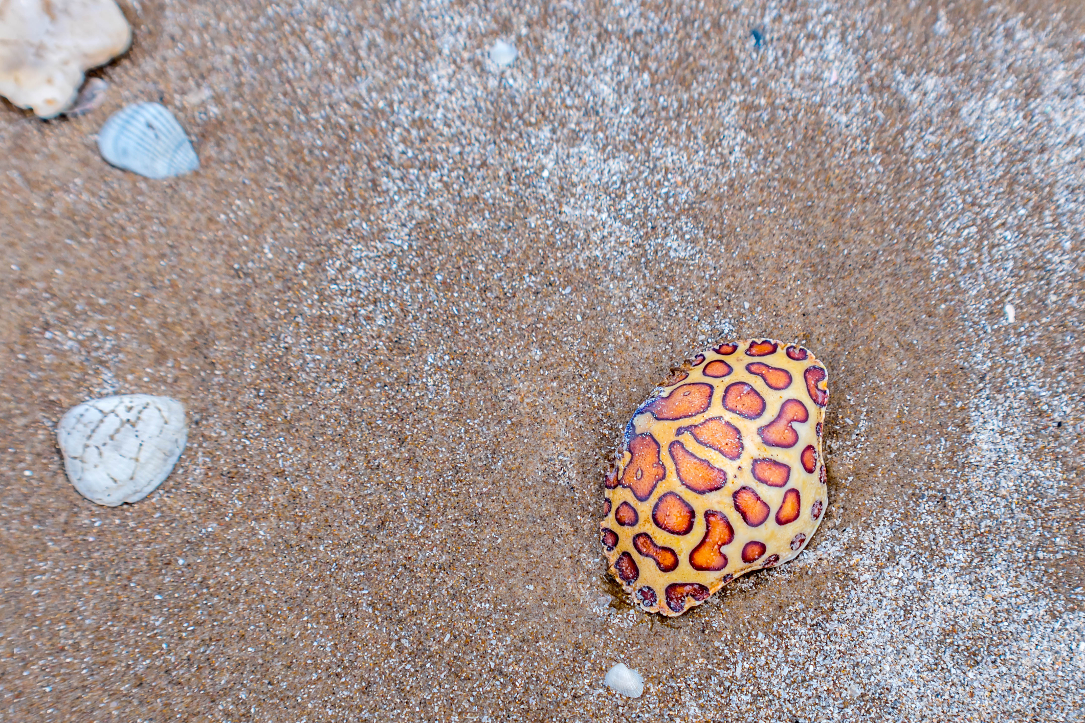 Calico box crab and shells, South Padre Island Seashore, Texas