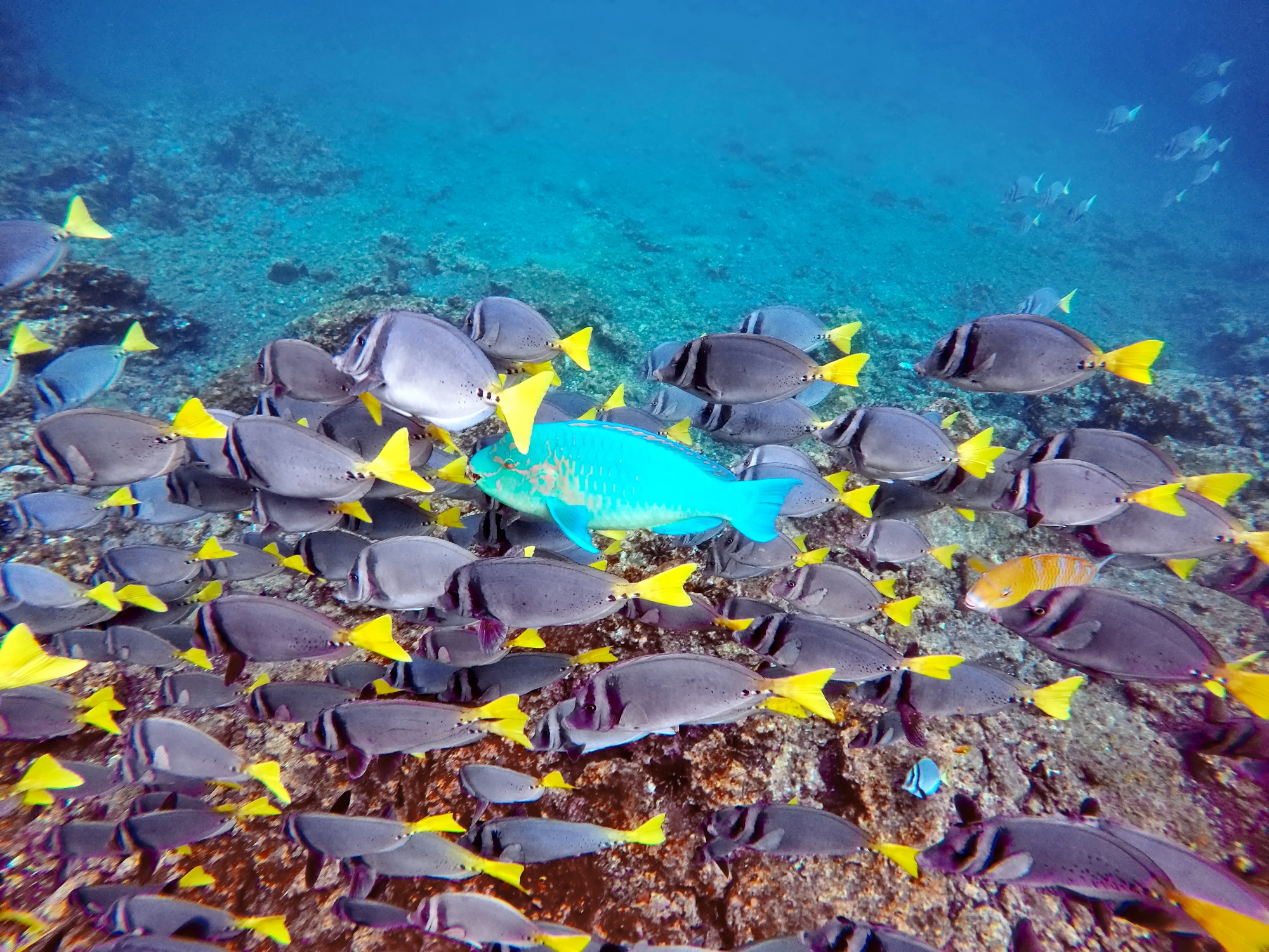 School of surgeon fish and a parrot fish, Rabida Island, Galapagos