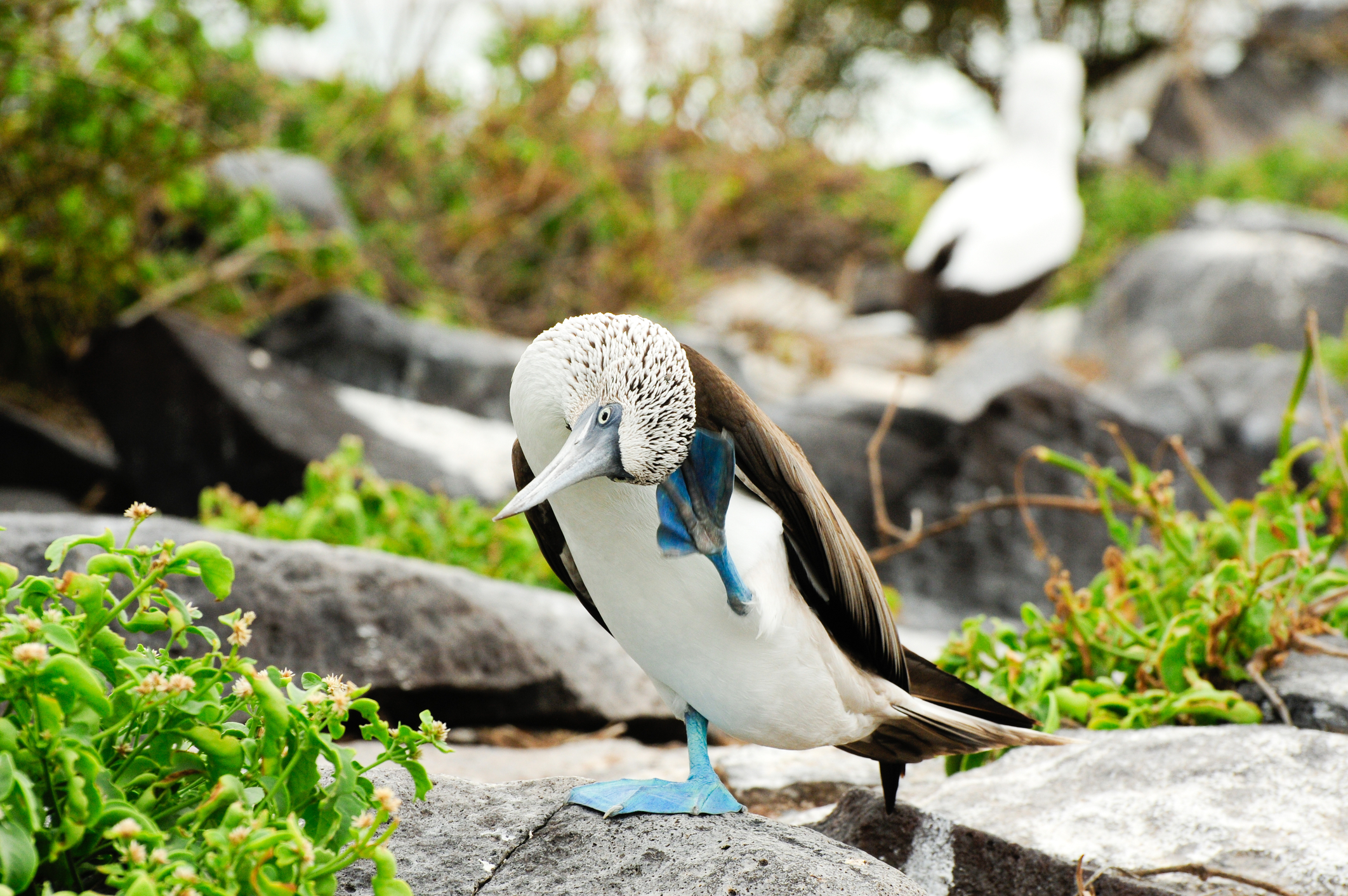 blue-footed boobie, Galapagos