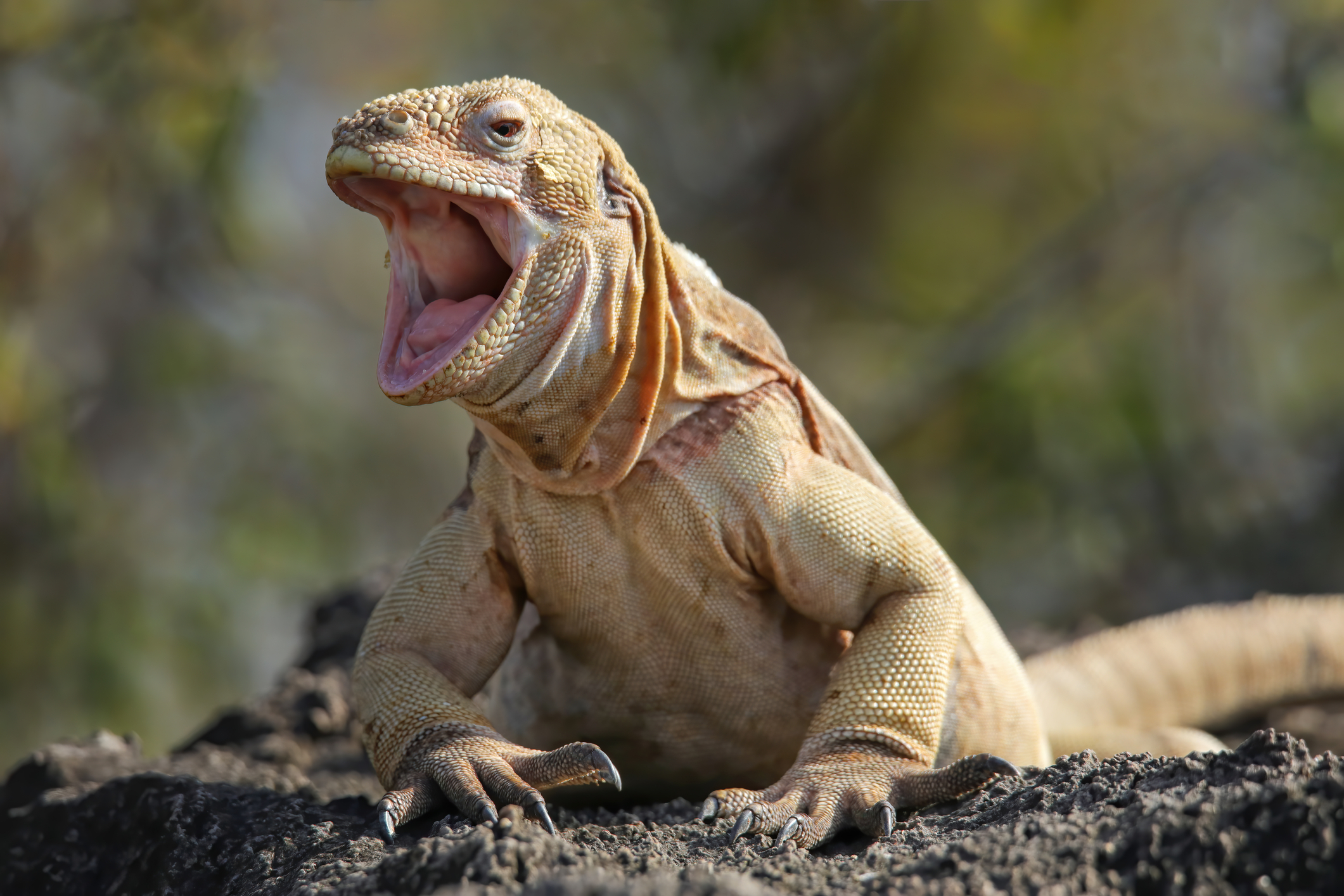 Barrington land iguana on Santa Fe Island