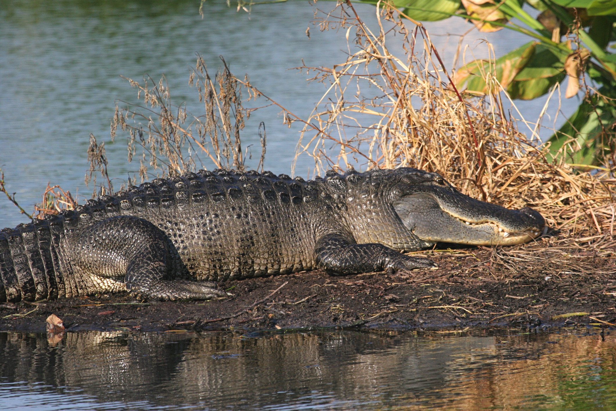 Alligator in the Florida Everglades