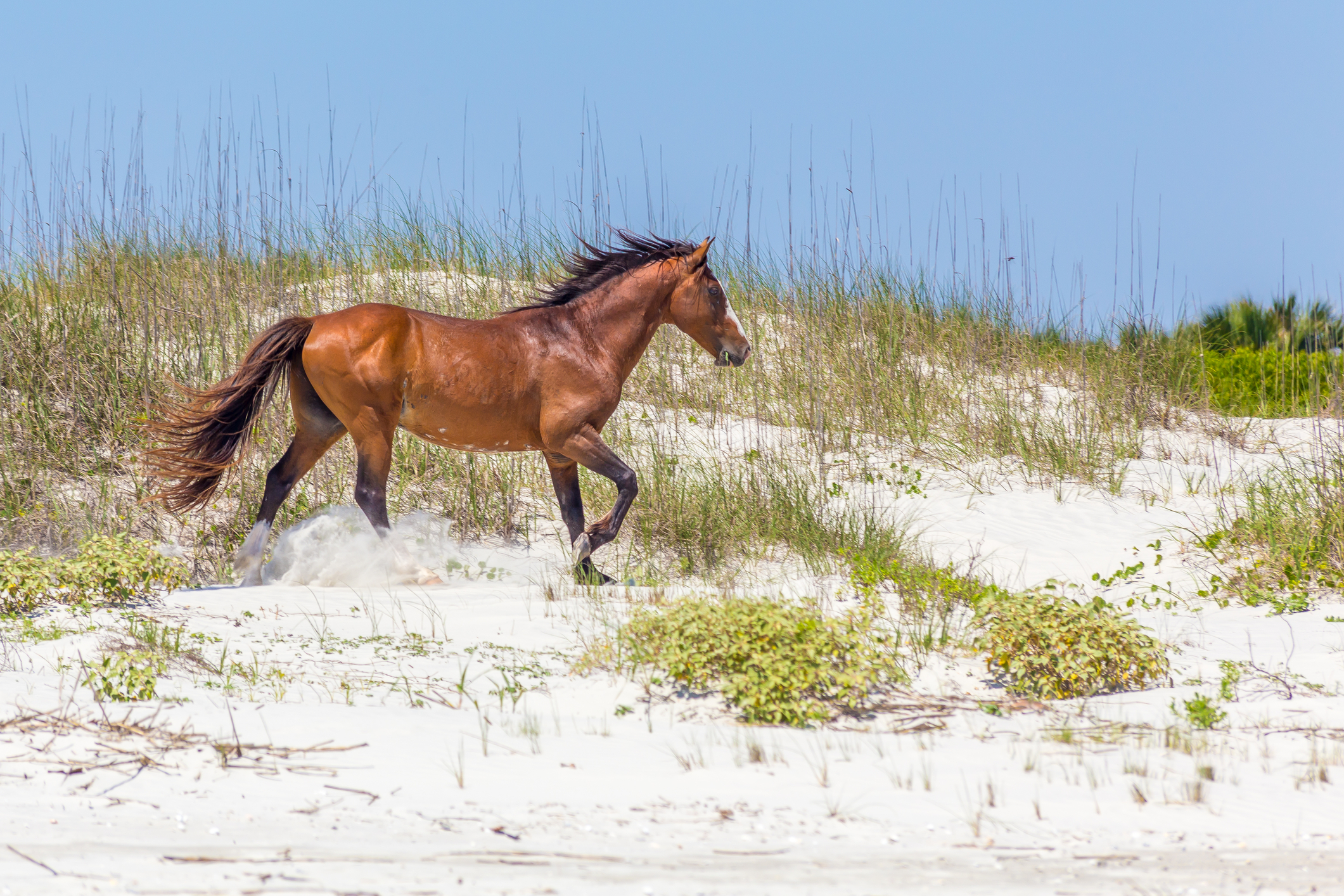 Cumberland Island, Gerogia