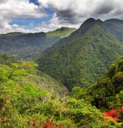 Amazing view over the jungle forests in the hills of central Puerto Rico in summer