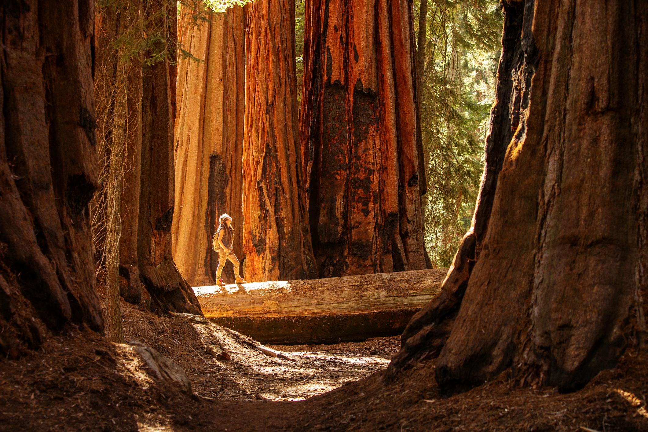 Sequoia National Park in California