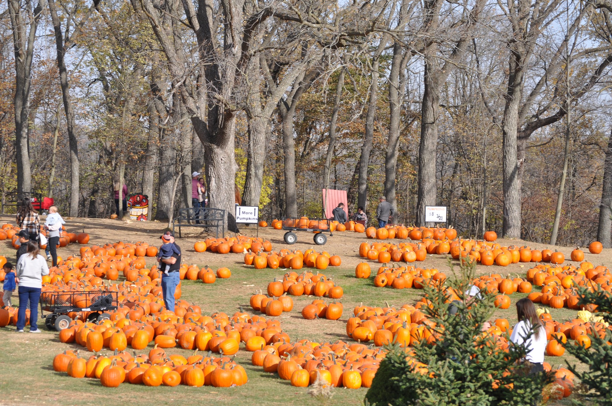 Northwoods Apple Orchard