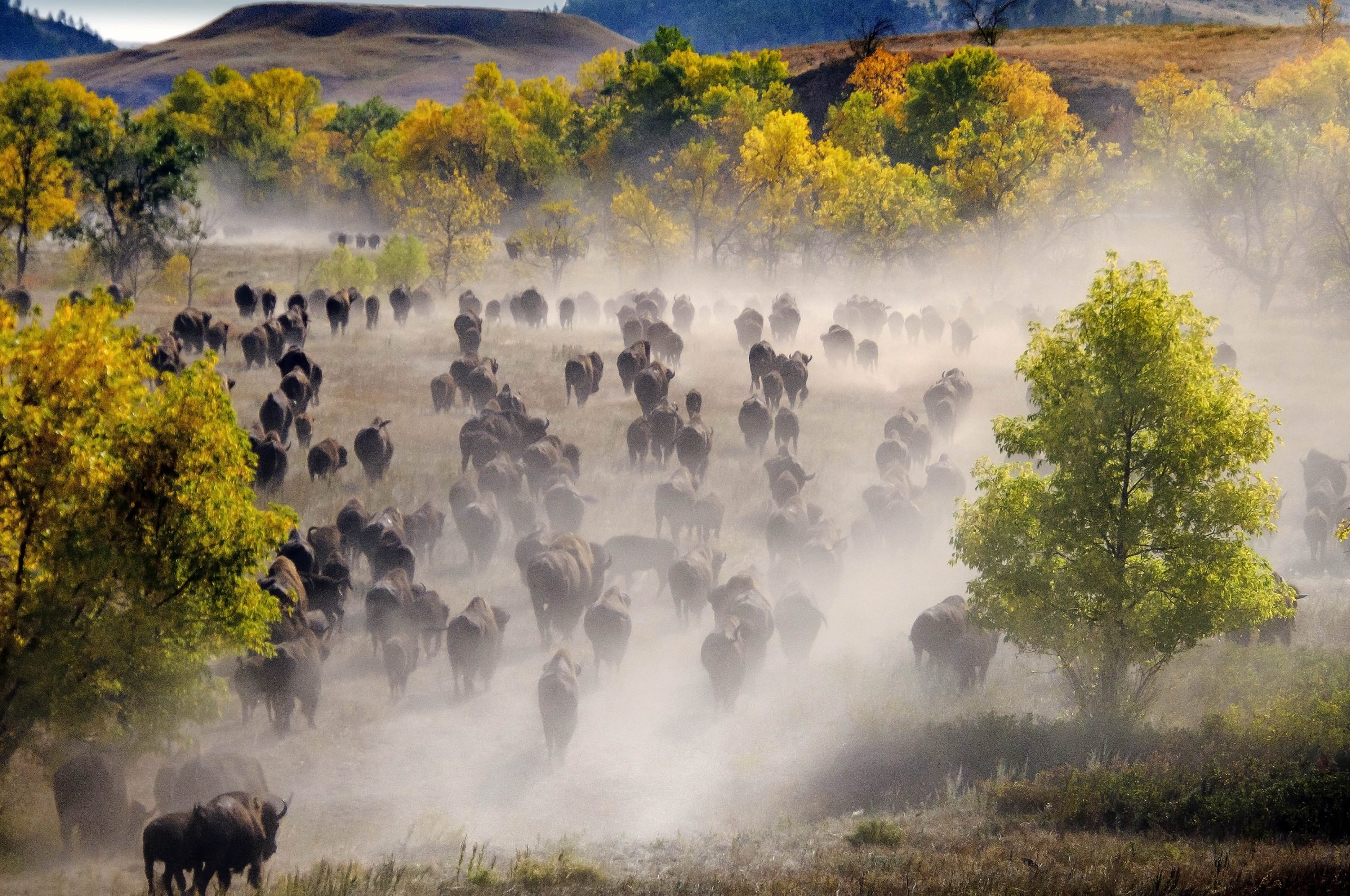 Buffalo Roundup & Arts Festival