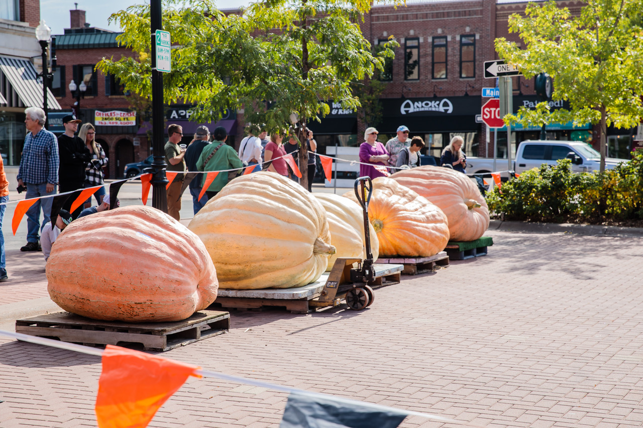 Huge pumpkins and lots of festivities around town