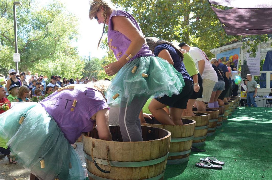 Calaveras Grape Stomp