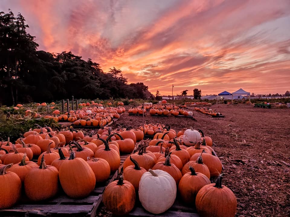 Nipomo Pumpkin Patch