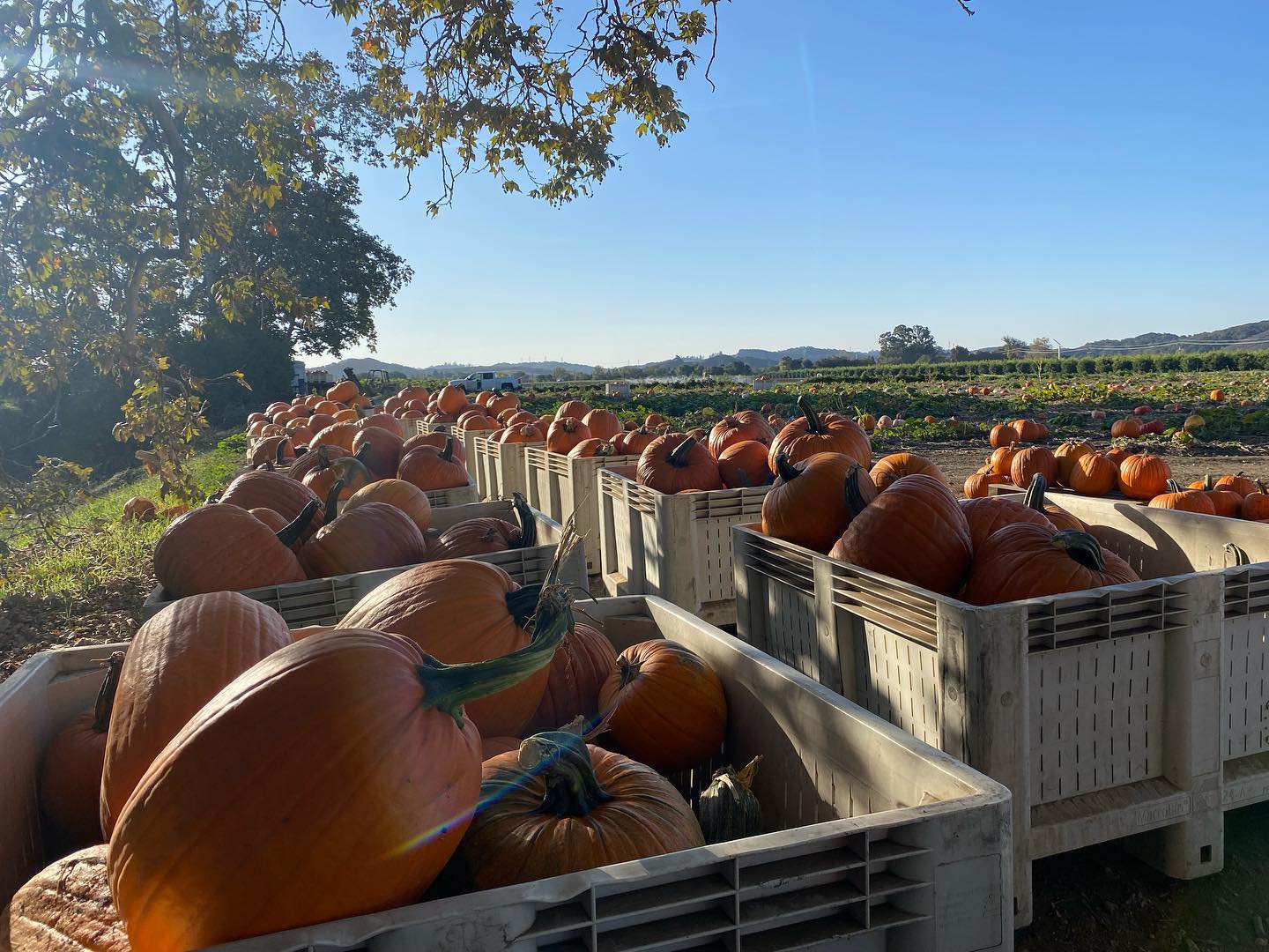 The Pumpkin Patch San Luis Obispo