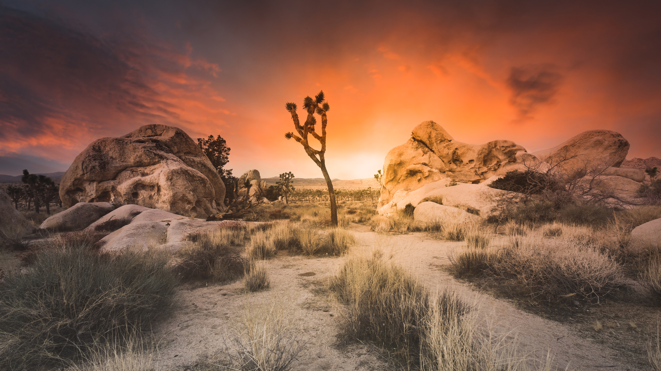 Sunset over Joshua Tree National Park