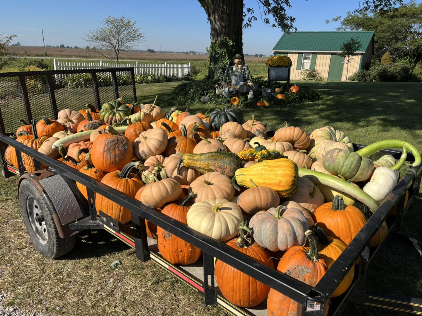 Pumpkin Blossom Hill