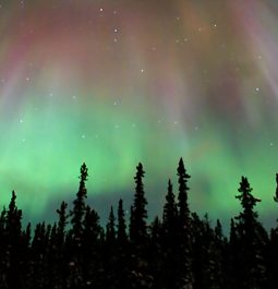 Northern Lights over the forest