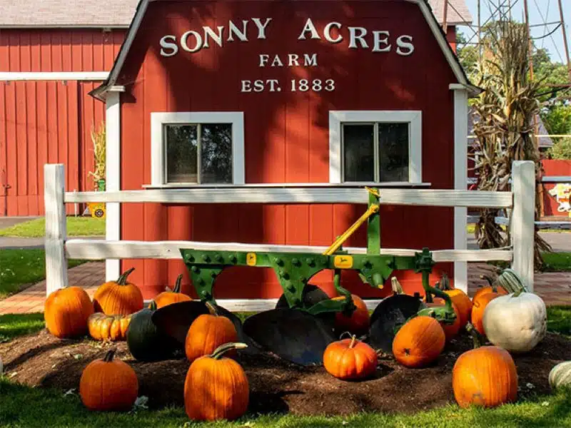 A welcoming farm with plenty of pumpkins