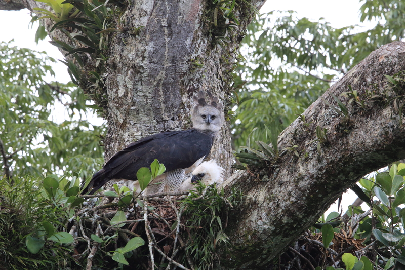 Harpy Eagle